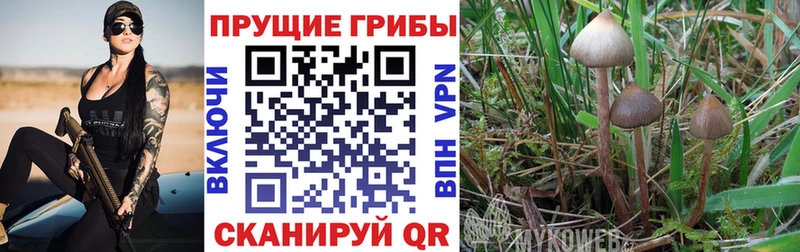Псилоцибиновые грибы Psilocybe  купить   Белинский 